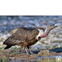 گونه دال پشت سفید White-rumped Vulture